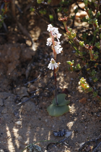 Image of Holothrix aspera by (c) Karen Eichholz, some rights reserved (CC BY)