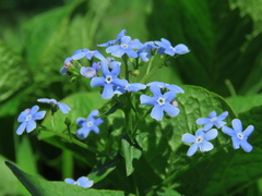 Brunnera sibirica