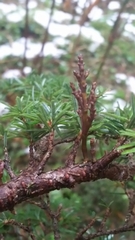 Arceuthobium tsugense