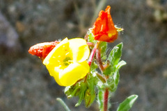 Camissoniopsis
