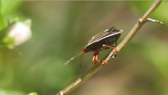 Neoacledra haematopus