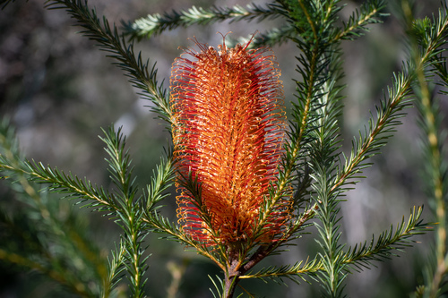 Banksia ericifolia