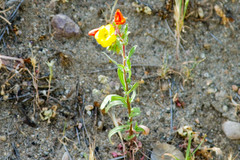 Camissoniopsis