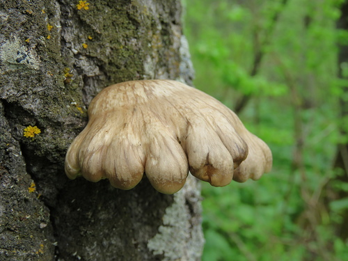 Pleurotus calyptratus image