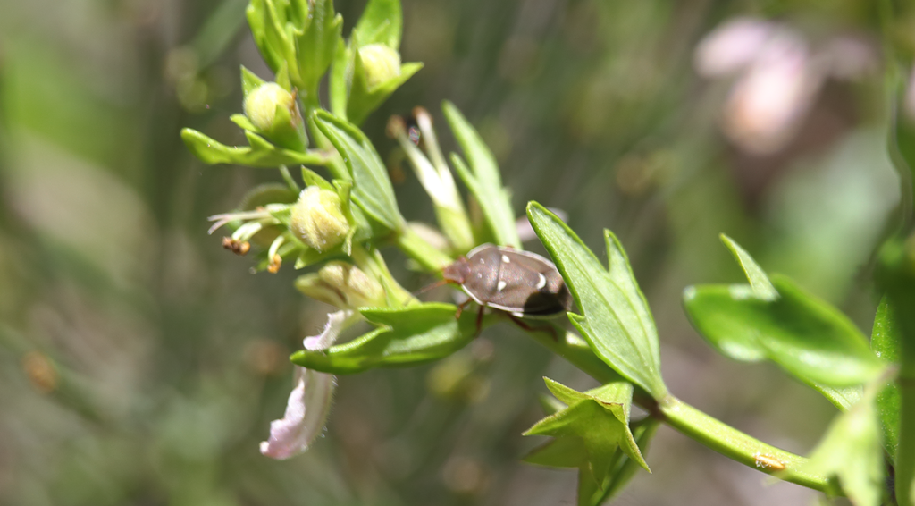 Neoacledra