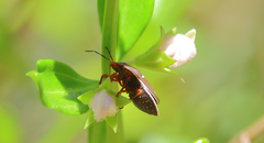 Neoacledra haematopus