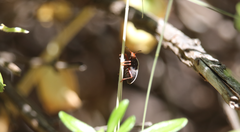 Neoacledra haematopus