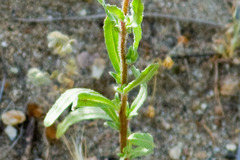 Camissoniopsis
