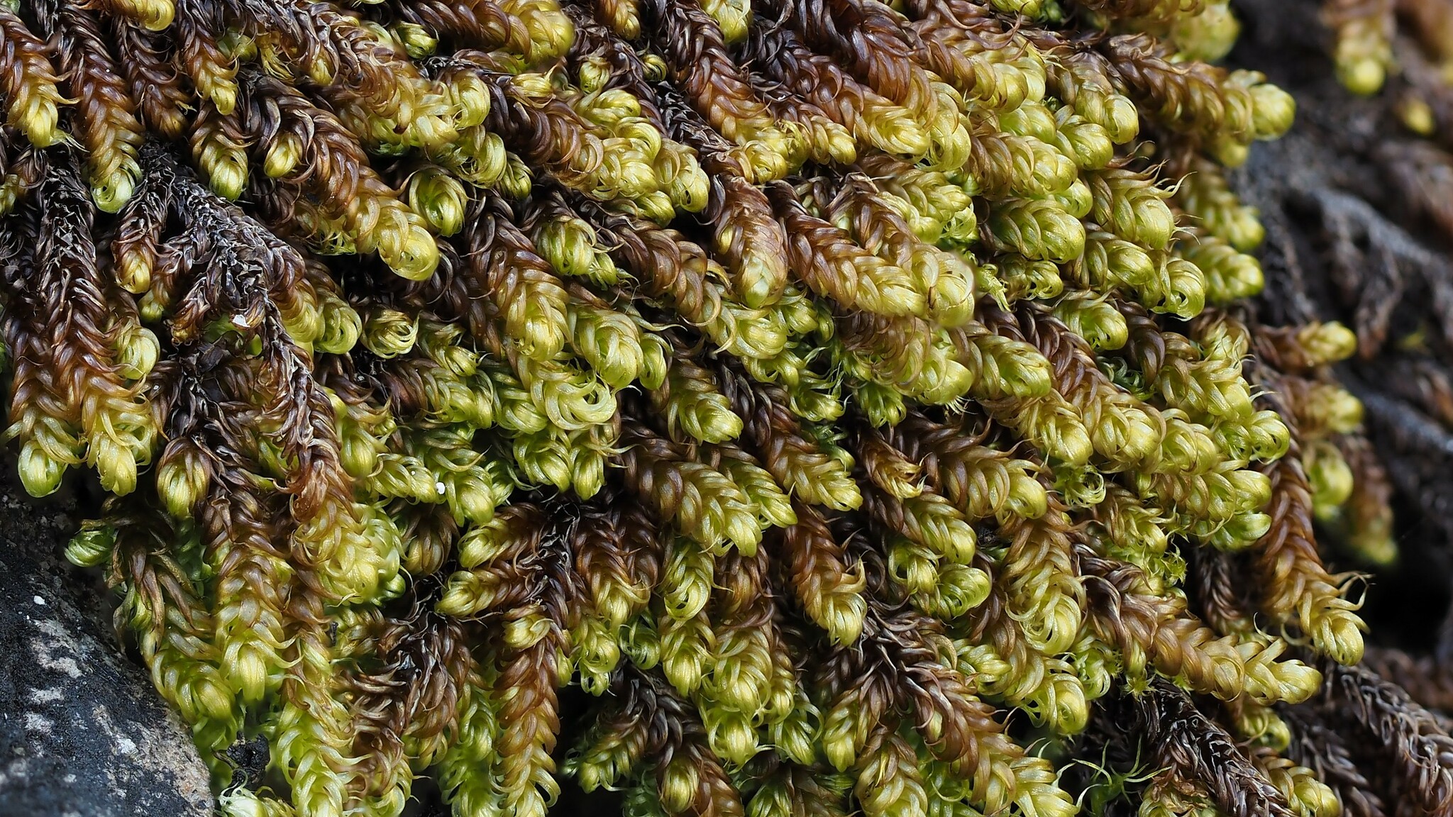Campylium bambergeri