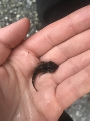 Oligocottus maculosus