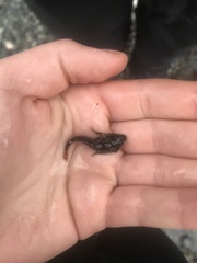 Oligocottus maculosus