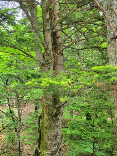 Abies homolepis observed 2023-06-28