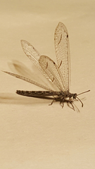 Euptilon normale