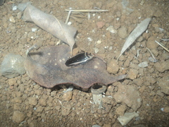 Pseudomops interceptus