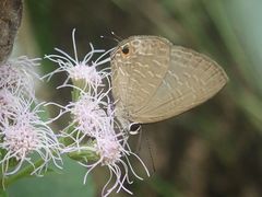 Jamides bochus formosanus