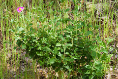 Cistus creticus eriocephalus