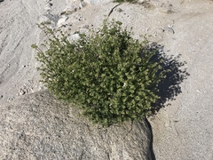 Mirabilis laevis retrorsa