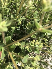 Mirabilis laevis retrorsa