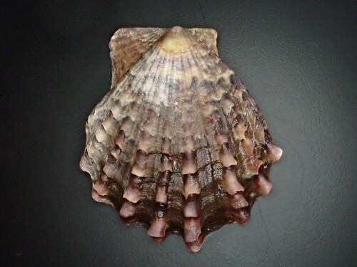 Livid Fan Scallop