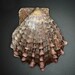 Livid Fan Scallop - Photo (c) stanley8m, some rights reserved (CC BY-NC), uploaded by stanley8m