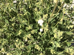 Mirabilis laevis retrorsa