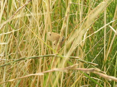 Stegosatyrus periphas