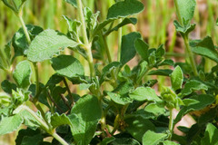 Cistus creticus eriocephalus