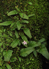 Streptocarpus pumilus image