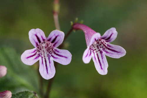 Streptocarpus pumilus
