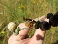 Pseudomops neglectus