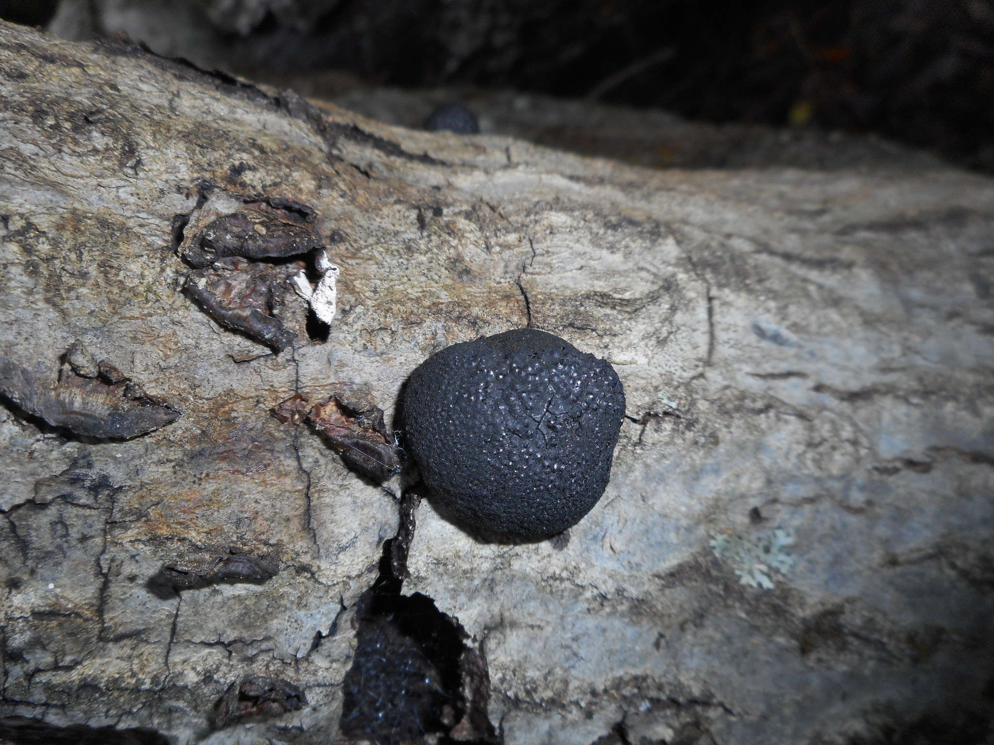 Annulohypoxylon image