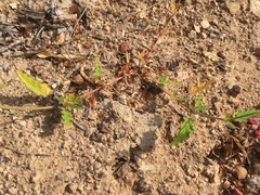 Boerhavia xantii