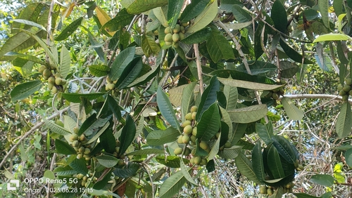 Ficus annulata