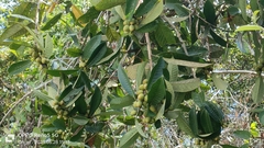 Ficus annulata