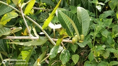 Ficus annulata, photograph (c) Ong Jyh Seng, some rights reserved (CC BY-SA)