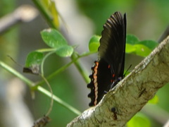 Biblis