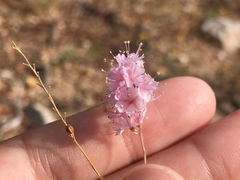 Boerhavia xantii