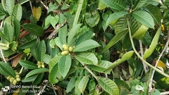 Ficus annulata, photograph (c) Ong Jyh Seng, some rights reserved (CC BY-SA)