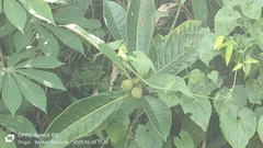 Ficus annulata, photograph (c) Ong Jyh Seng, some rights reserved (CC BY-SA)