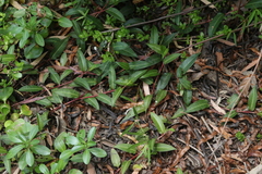 Persicaria strigosa