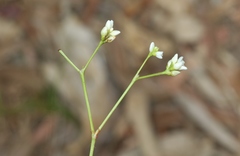 Persicaria strigosa