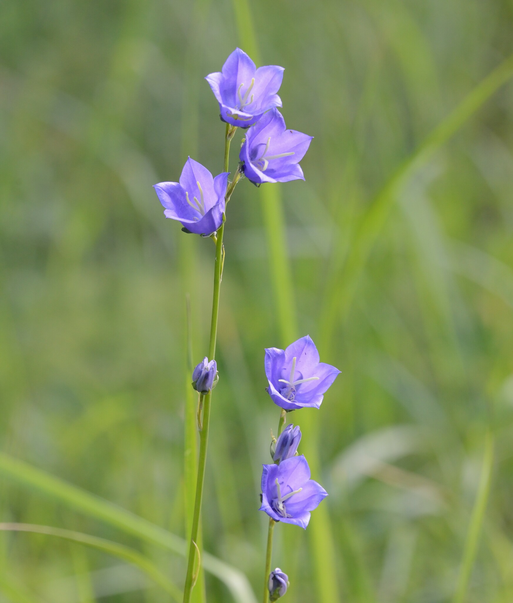 Peach-leaved Bellflower (Campanula persicifolia) · iNaturalist