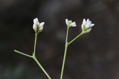 Persicaria strigosa