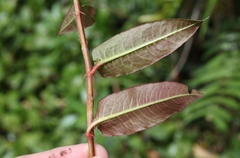Persicaria strigosa