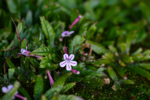 Streptocarpus pumilus image