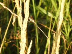 Lestes undulatus