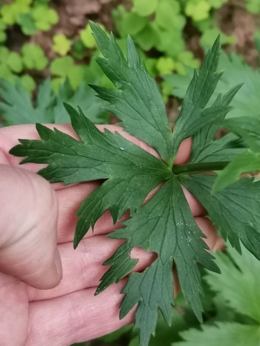 European Globeflower