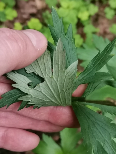 European Globeflower