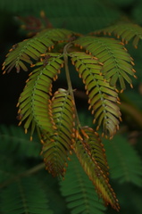Vachellia cornigera