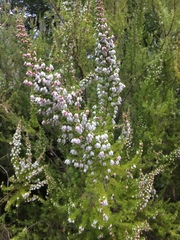 Erica lusitanica